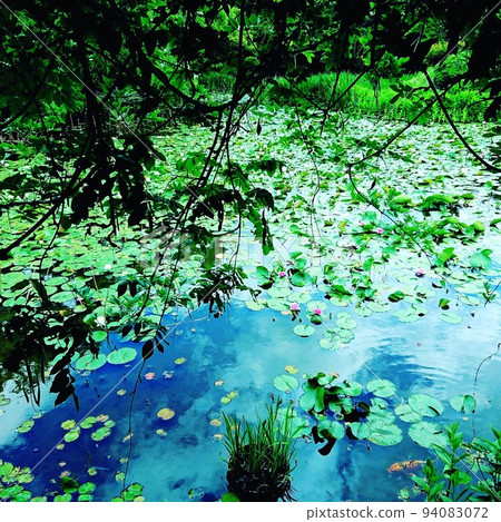 lotus pond and carp 94083072