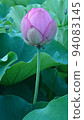 Lotus flower  94083145