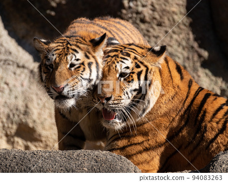 兩隻老虎 94083263