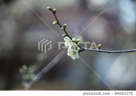 一朵梅花 一朵梅花 94083270