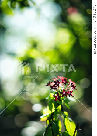 Flowers through the trees 94083279