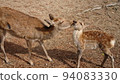 Deer parent and child 94083330