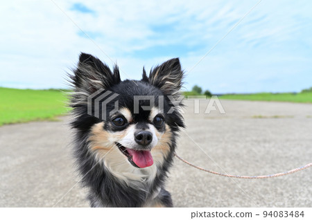Close-up of a Chihuahua walking with a smile Close-up of a Chihuahua walking with a smile 94083484