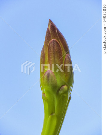 garden plant cactus 94083816