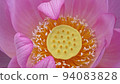 Lotus flower  94083828