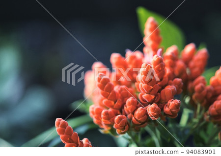 Aphelandra·Sink Lelier 94083901
