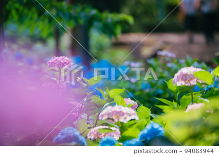 Pink Hydrangea flower 94083944
