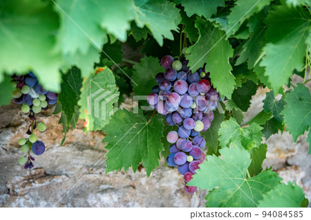 Mixed colored grapes in a vineyard 94084585