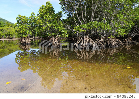 mangrove landscape mangrove landscape 94085245