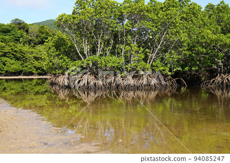 紅樹林景觀 94085247