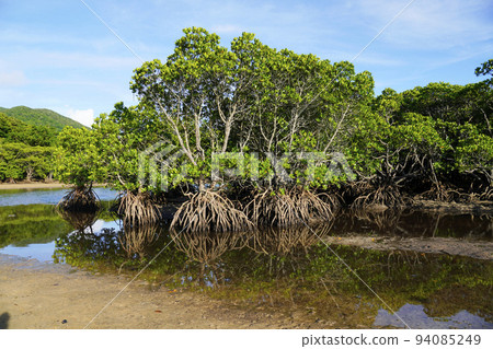 mangrove landscape 94085249