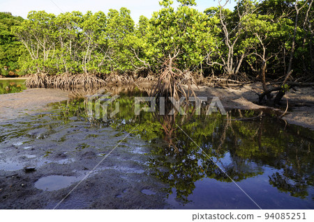 mangrove landscape 94085251