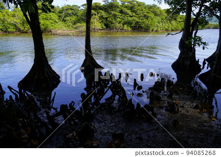 mangrove landscape 94085268