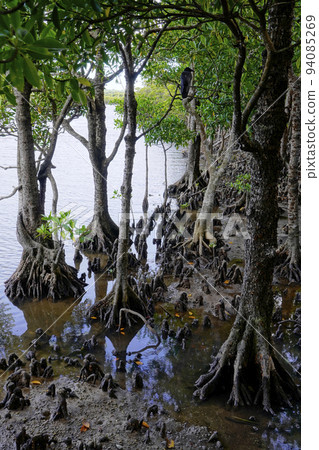 mangrove landscape 94085269