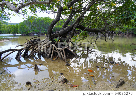 mangrove landscape 94085273