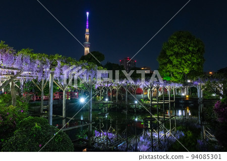 Koto Ward, Tokyo, Kameido Tenjin Shrine at night, Wisteria Festival 94085301