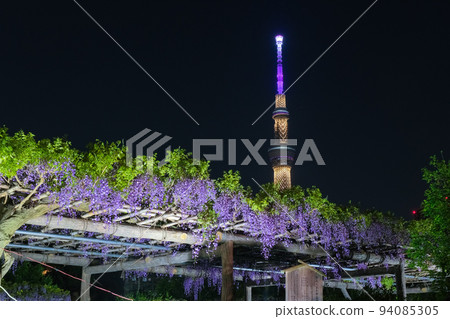 江東區,東京,晚上的龜戶天神社,紫藤節 江東區,東京,晚上的龜戶天神社,紫藤節 94085305