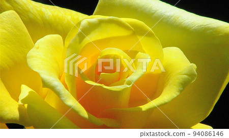 黃玫瑰花（八月）薔薇（薔薇）52H16.9 94086146