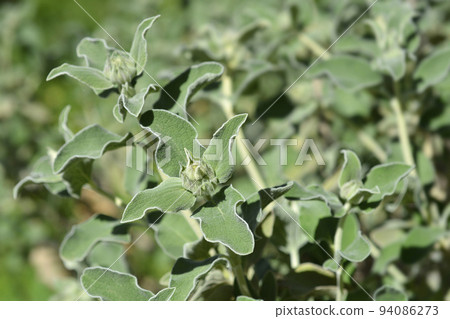 Jerusalem sage Jerusalem sage 94086273