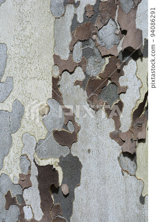 London plane London plane 94086291