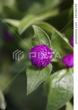 Globe amaranth 94086293
