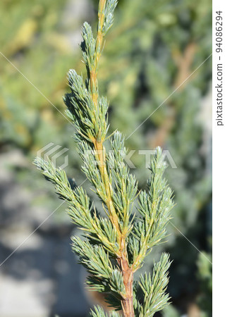 Flaky Juniper Meyeri Flaky Juniper Meyeri 94086294