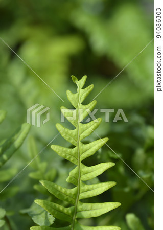 Common polyoidy Common polyoidy 94086303