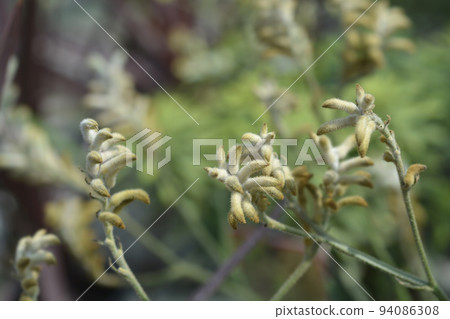 Kangaroo Paw 94086308