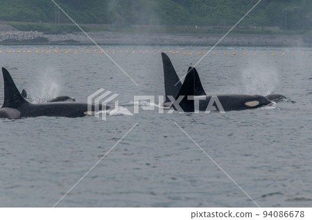A group of killer whales in Shiretoko sailing through the strait A group of killer whales in Shiretoko sailing through the strait 94086678