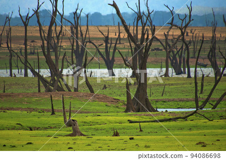 Waterland Landscape, Udawalawe National Park, Sri Lanka 94086698