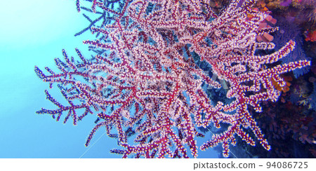 Multi-branched trees, Maldives 94086725