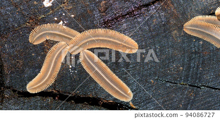 Millipede, Tropical Rainforest, Costa Rica Millipede, Tropical Rainforest, Costa Rica 94086727