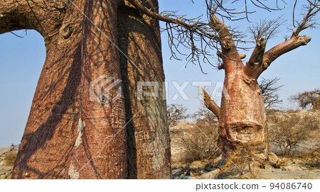 Baobab, Makgadikgadi Pans National Park, Botswana 94086740