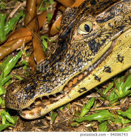 Spectacled Caiman, Tropical Rainforest, Costa Rica 94086743