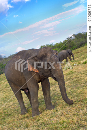 Sri Lankan Elephant, Kaudulla National Park, Sri Lanka 94086751