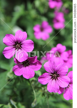 Furoso Geranium Psilostemon Furoso Geranium Psilostemon 94086985