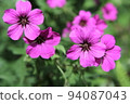 Furoso Geranium Psilostemon 94087043