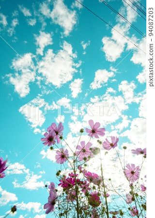 藍天和粉紅色的波斯菊 94087203