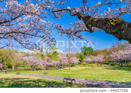春天的和平公園，盛開的櫻花<愛知縣名古屋市> 94087296