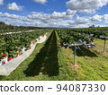 Strawberry picking 94087330