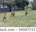 group of kangaroos 94087333