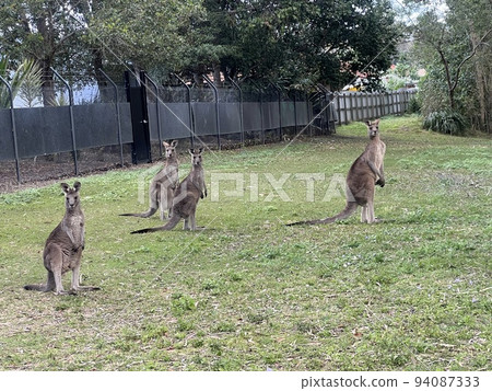 group of kangaroos 94087333