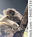 A koala's nap 94087334