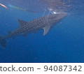 Whale shark 94087342