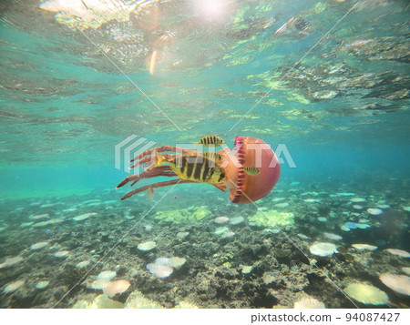 Jellyfish swimming Jellyfish swimming 94087427