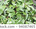Viburnum Davidi leaves 94087465