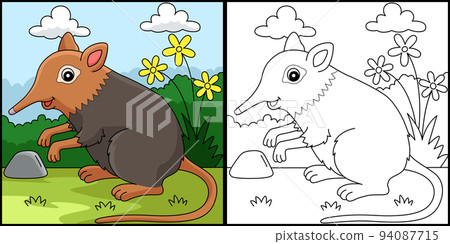 Elephant Shrew Animal Coloring Page Illustration Elephant Shrew Animal Coloring Page Illustration 94087715