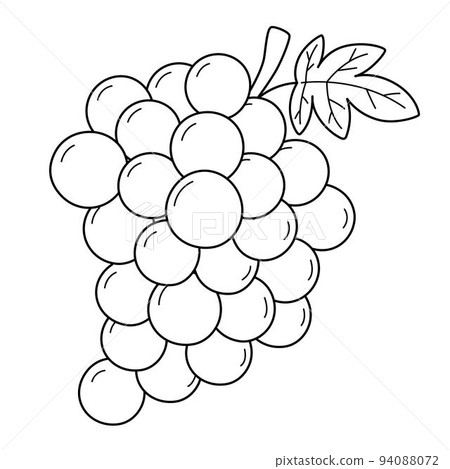 Grapes Fruit Isolated Coloring Page for Kids Grapes Fruit Isolated Coloring Page for Kids 94088072