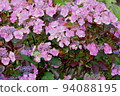 Hydrangea blueberry cheesecake 94088195