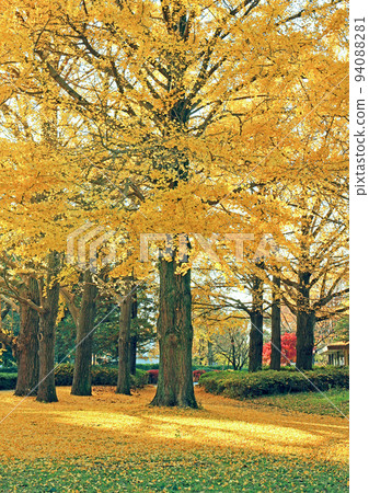 Sunlight on yellow leaves and fallen leaves of ginkgo Sunlight on yellow leaves and fallen leaves of ginkgo 94088281